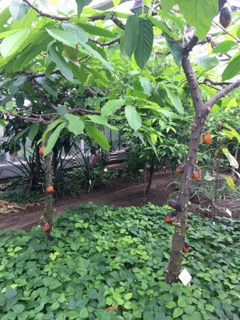 Gewächshaus für tropische Nutzpflanzen