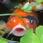 Cafe Feldmann & Pension