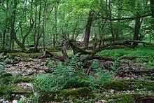 Griesheimer Düne und Eichwäldchen