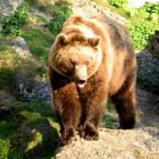 Wildpark Tierpark Braunfels