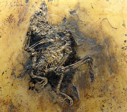 Fossilien- und Heimatmuseum Messel