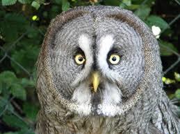 Greifvogelwarte Feldatal