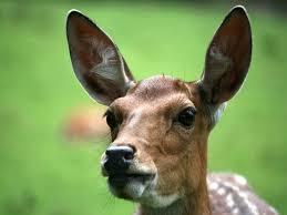 Wildpark Wasserwerk Jägersburg